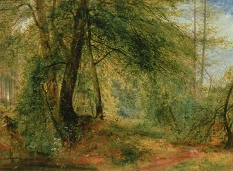 The Woodland Mirror